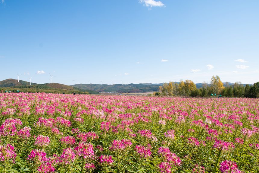 黑龍江雙鴨山：紫云花正濃 百合惹人醉