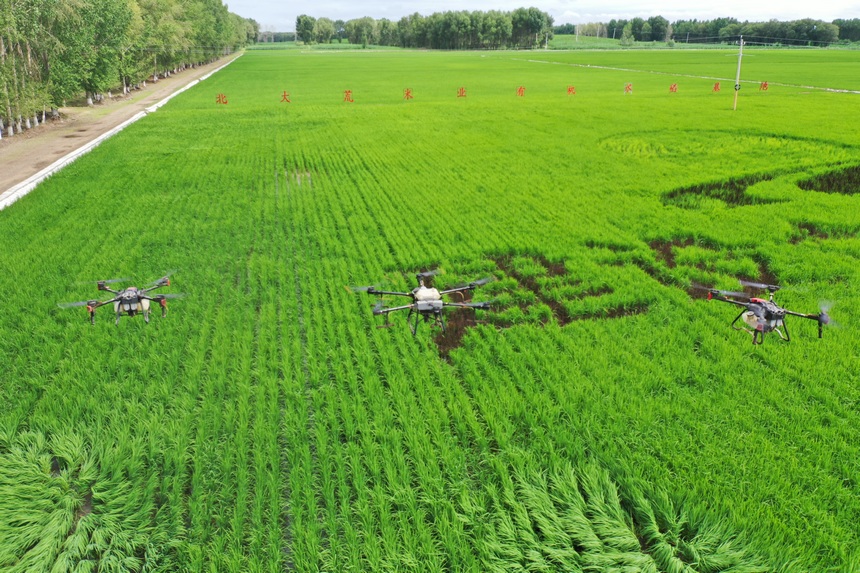 泰來農(nóng)場用無人機(jī)植保。