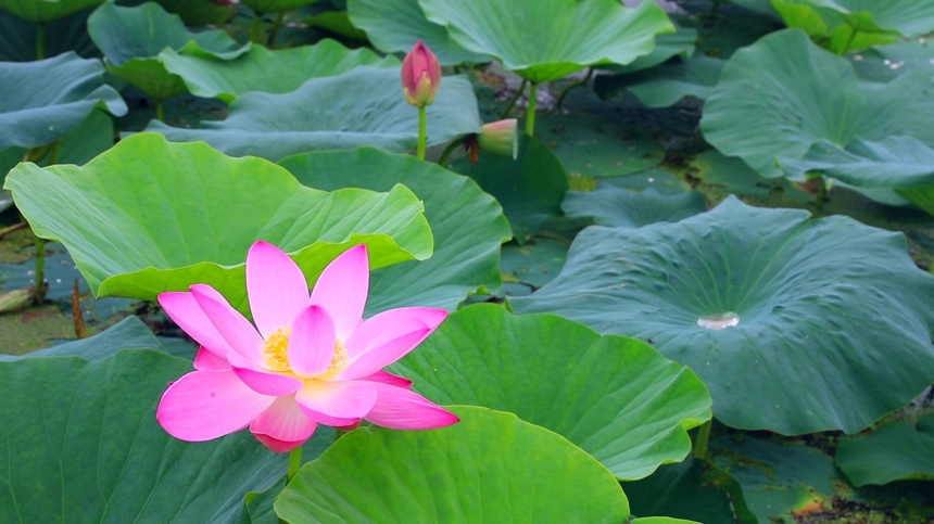 黑龍江：興凱湖畔百朵荷花競相開放