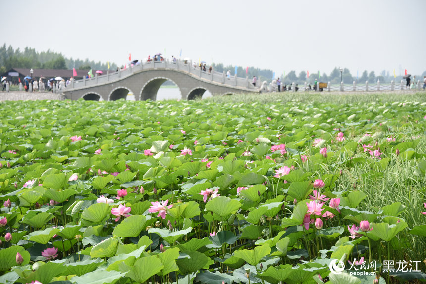 黑龍江方正縣：夏日湖上 蓮荷“斗”艷