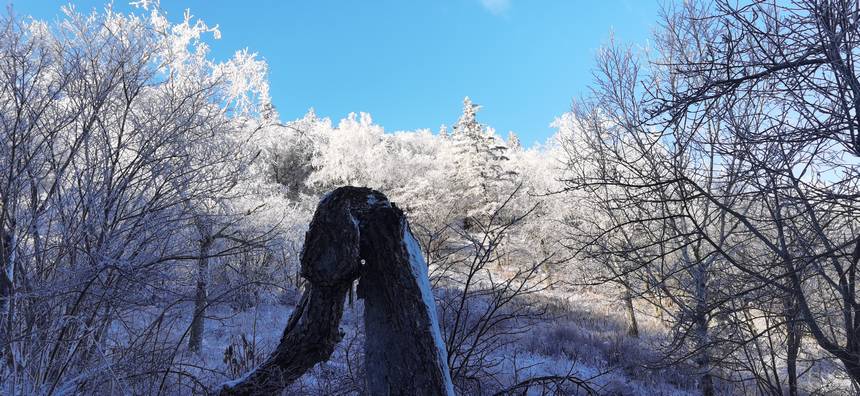 五花山披銀裝 黑龍江鳳凰山迎初雪