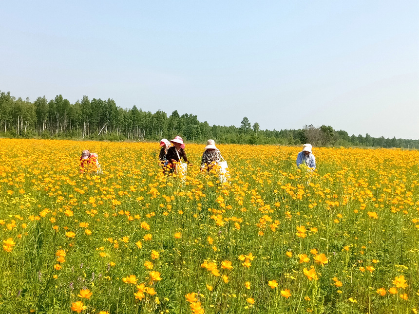 大興安嶺地區(qū)呼瑪縣漫山遍野的金蓮花競相盛開，為當?shù)刂兴幉漠a業(yè)注入活力。王鵬展攝