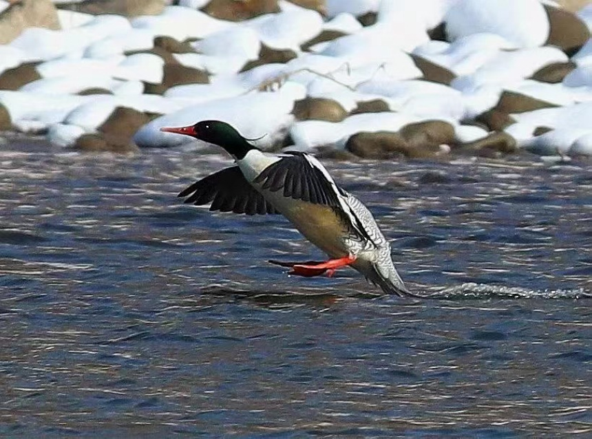 黑龍江：鳥中“大熊貓”中華秋沙鴨頻頻光顧海浪河