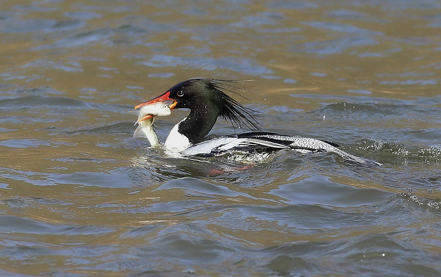 黑龍江：鳥中“大熊貓”中華秋沙鴨頻頻光顧海浪河