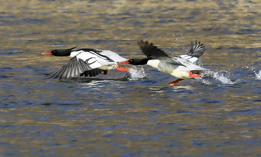 黑龍江：鳥中“大熊貓”中華秋沙鴨頻頻光顧海浪河