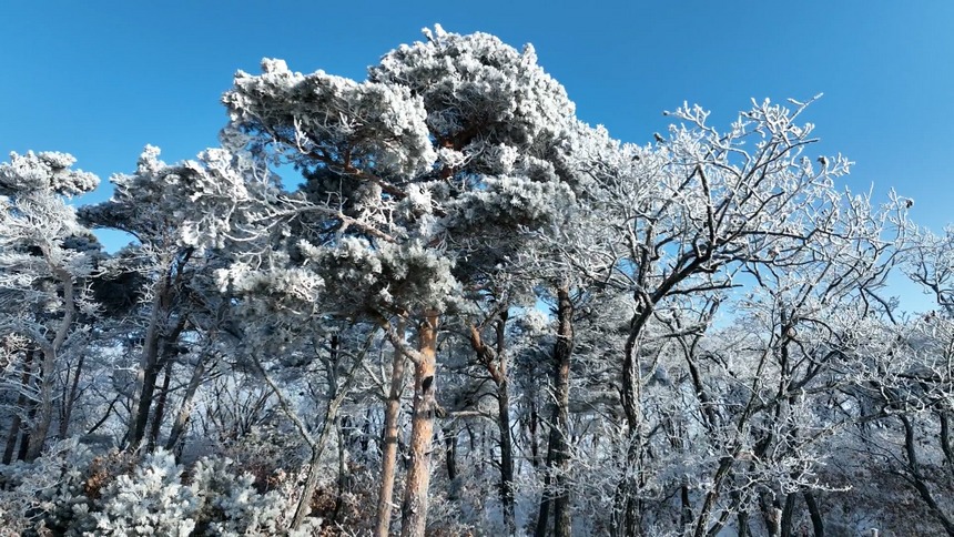 黑龍江興凱湖現(xiàn)霧凇奇觀