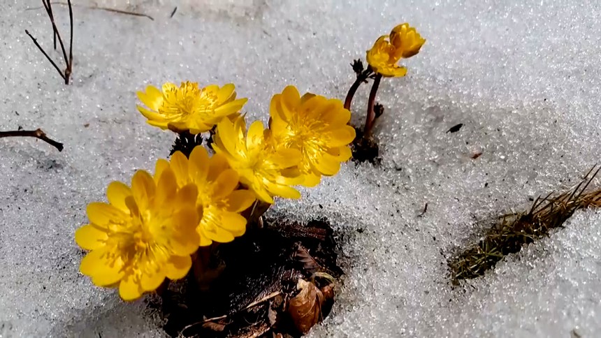 黑龍江牡丹江：冰凌花破冰綻放