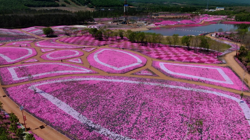 黑龍江寶清：芝櫻花綻放迎客來(lái)