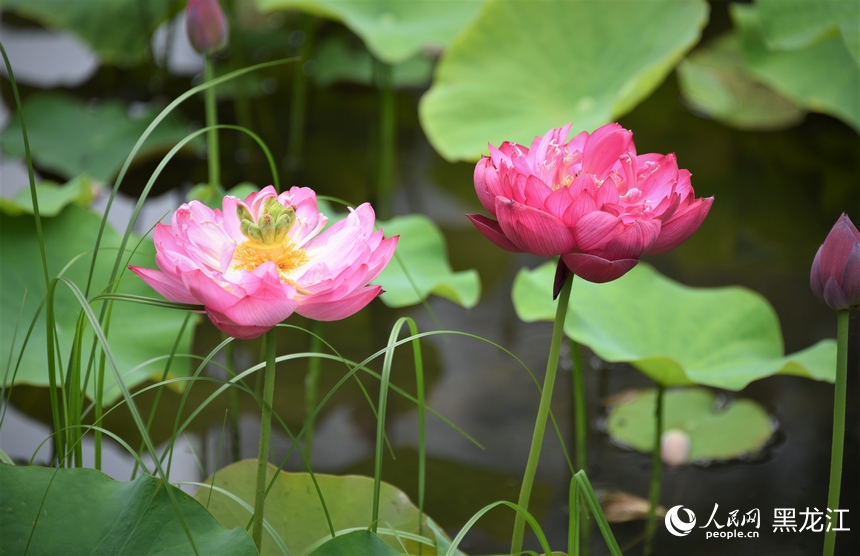 哈爾濱：夏日荷花始盛開