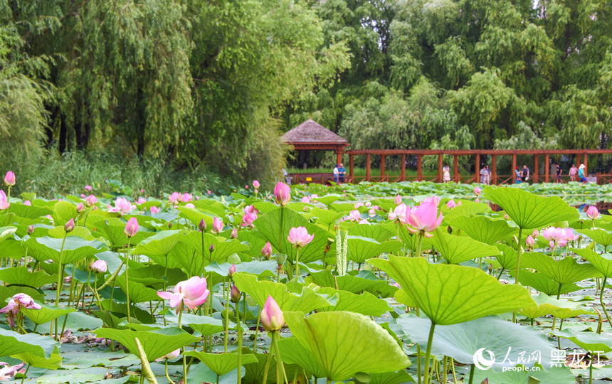 哈爾濱：“荷”以消夏