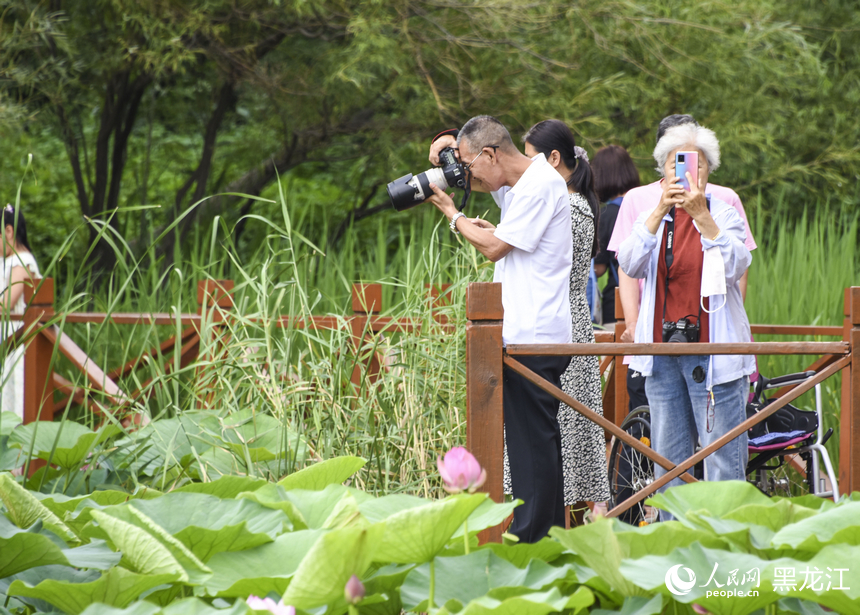 哈爾濱：“荷”以消夏