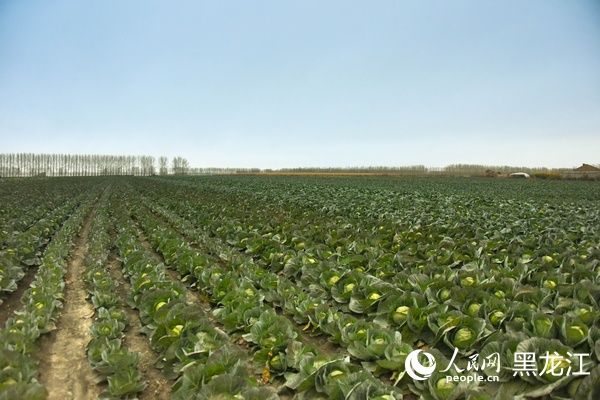 蘭西縣榆林鎮(zhèn)甘藍(lán)菜進(jìn)入收獲期。