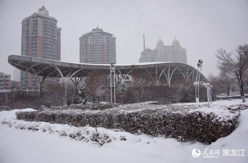 11月22日，哈爾濱市出現(xiàn)降雪天氣。人民網(wǎng)記者 蘇靖剛攝