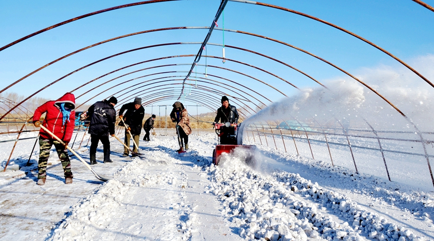 北大荒農(nóng)業(yè)股份勤得利分公司組織工人清雪扣棚。劉江攝