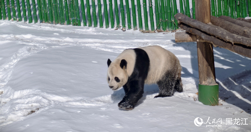 在黑龍江亞布力看大熊貓雪地“撒歡兒”