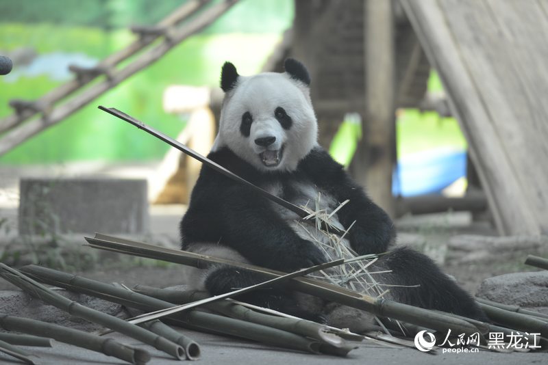 掛葫蘆、吃粽子 在亞布力看大熊貓“粽”享端午