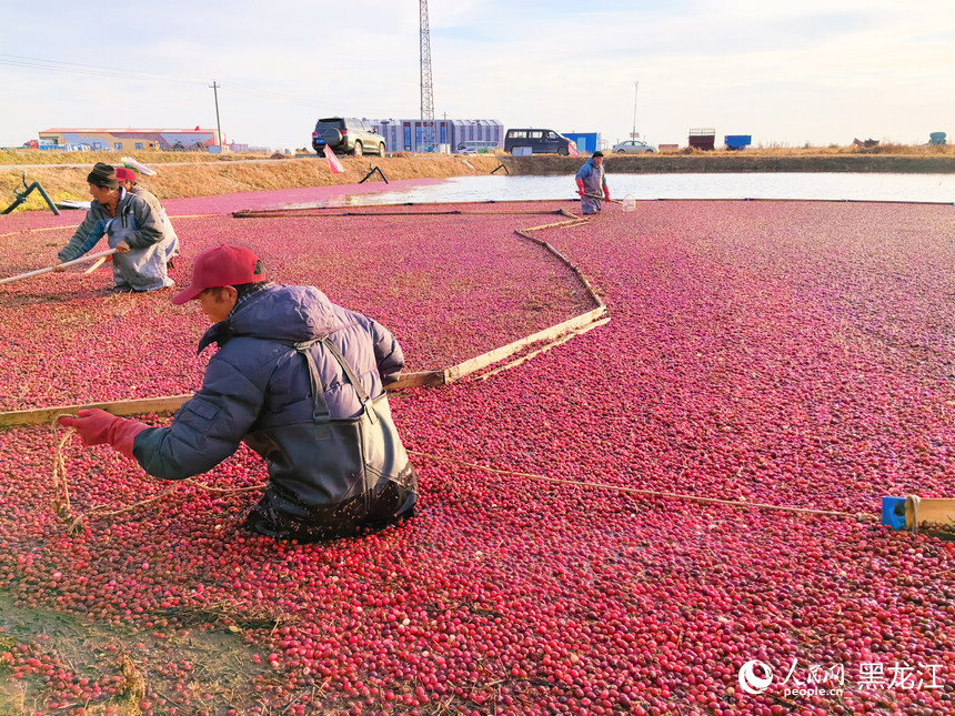 黑龍江撫遠(yuǎn)：蔓越莓“映紅”豐收季